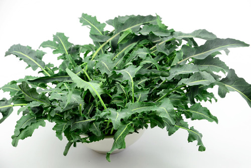 LA STAGIONE DEL BROCCOLO FIOLARO DI CREAZZO LA STAGIONE DEL BROCCOLO FIOLARO DI CREAZZO