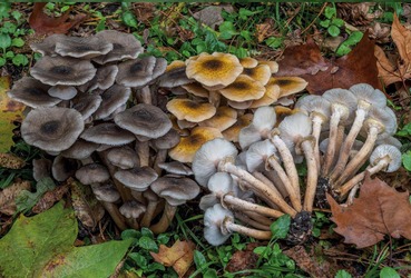 A TAVOLA "IL MERAVIGLIOSO MONDO DEI FUNGHI"