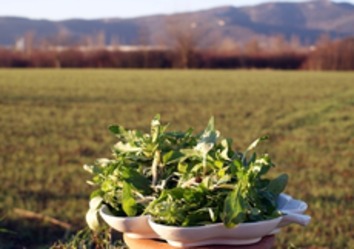 E’ LA STAGIONE DEL “RANPUSSOLO” DI VILLAGA