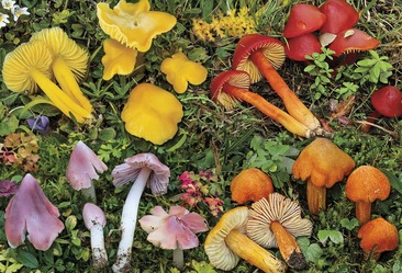 FUNGHI MERAVIGLIE E DELIZIE DELLA NATURA