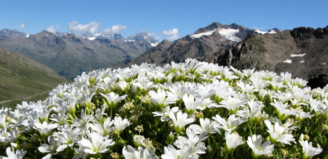 ALLA SCOPERTA DEI FIORI DEL MONTE SUMMANO