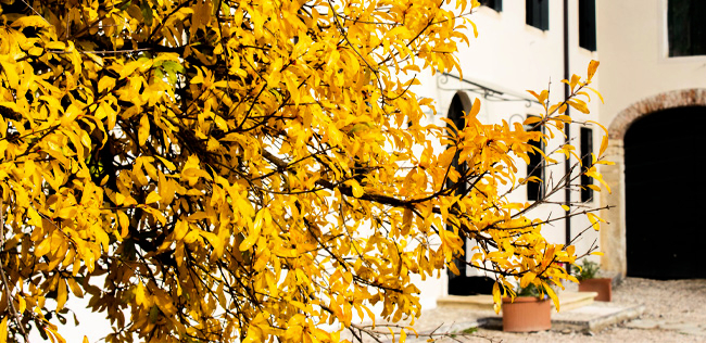 IL MESE DEL FOLIAGE